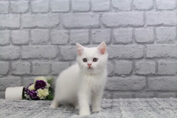 chatton blanc mignon