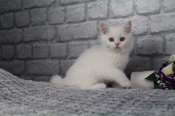 chatton blanc mignon