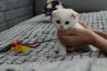chatton blanc mignon