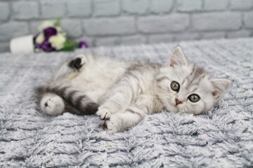 chatton blanc mignon