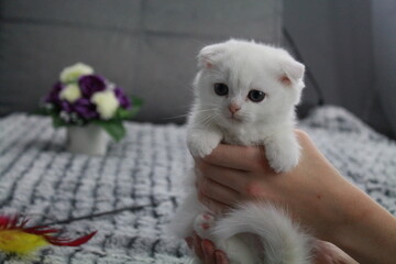 chatton blanc mignon