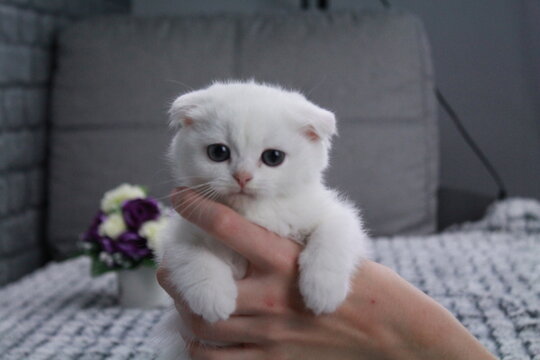 chatton blanc mignon