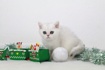 un chatton british mignon avec des decorations de noel derriere lui