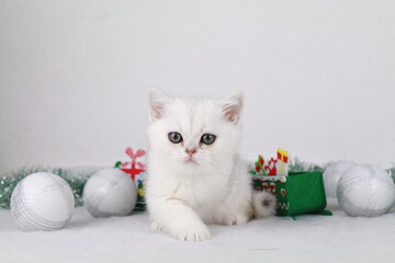 un chatton british mignon avec des decorations de noel derriere lui