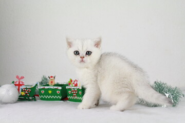 un chatton british mignon avec des decorations de noel derriere lui