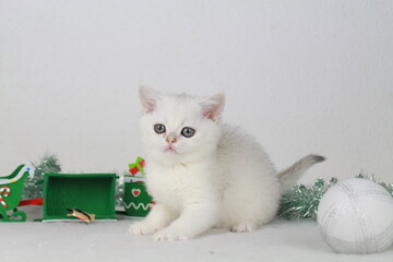 chaton british blanc avec des decoration de noel 