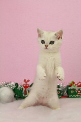 chaton blanc avec des decoration de noel scotish 