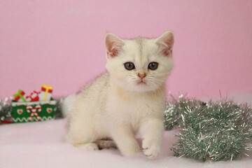 chaton blanc avec des decoration de noel scotish 