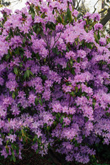 Obraz premium purple rhododendron bush full of flowers