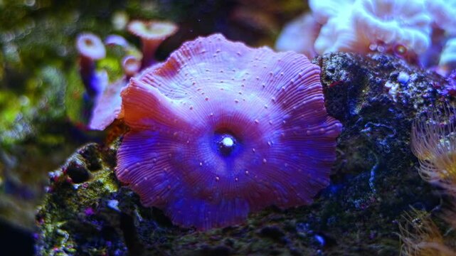 purple mushroom anemone, solitary polyp animal propagation on live rock stone in strong current, nano reef marine aquarium, popular hardy pet for beginner aquarist, LED blue light, shallow dof bokeh