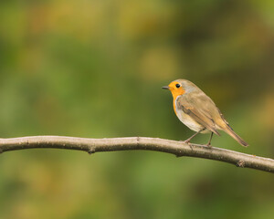 Rudzik (Erithacus rubecula) na gałęzi.