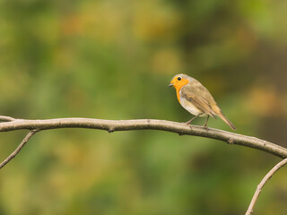 Rudzik (Erithacus rubecula) spoglądający w obiektyw © Daniel