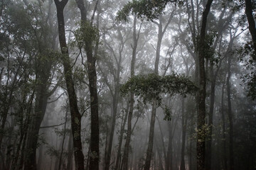 neblina en el bosque