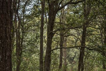 Fototapeta premium bosque