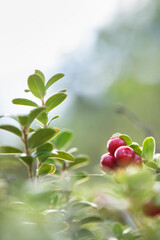 Red ripe lingonberries (Vaccinium vitis-idaea), defocused image.
