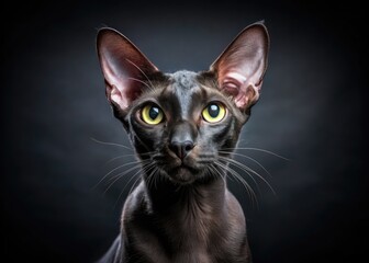 Obraz premium Playful Black Oriental Cat with a Quirky Expression Posing for a Fun and Charming Portrait