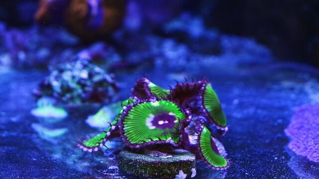 button polyp colony on frag plug, soft coral animal move disc tentacle in circular flow, allelopathy toxic aggressive pet for aquarist, LED blue low light, nano reef marine aquarium, shallow dof bokeh