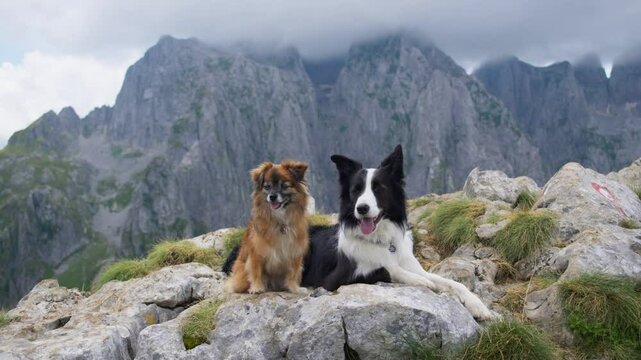 A border collie and another dog sit together on the peak of a mountain, with tall rocky formations in the background. They appear relaxed, enjoying the fresh mountain air.