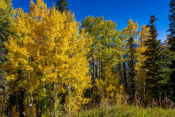 Fototapeta premium Autumn Foliage around telluride Colorado in September