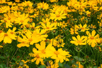 Campo florido com múltiplas margaridas amarelas