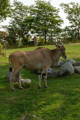 Obraz premium Eland antelope , also known as Kanna it is the world's biggest antelope.