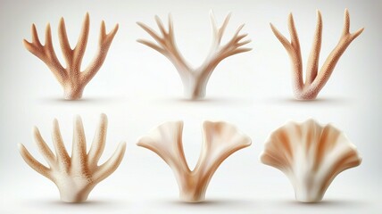 Obraz premium A set of six different types of sea creatures, including a variety of shells