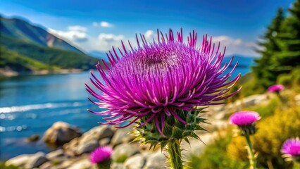 Obraz premium Vibrant Purple Thistle Flower Blooming in Natural Landscape of Croatia During Summer Season