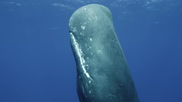 A close-up shot of a sperm whale&rsquo;s (Physeter macrocephalus) mouth and eye as it rests vertically just below the surface, eventually coming up to breathe. Check my portfolio for more whale footage.