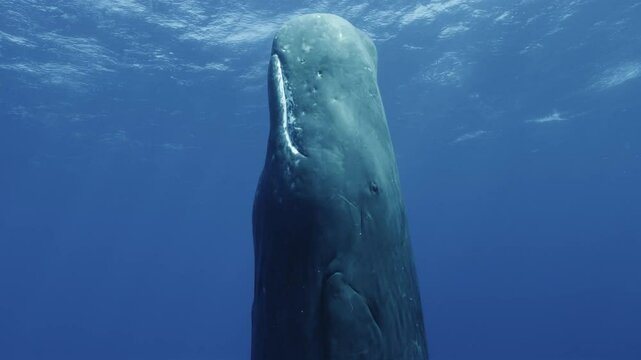 A vertical panoramic shot of a sperm whale (Physeter macrocephalus) in a candle position, sleeping upright just below the surface of the water. Check my portfolio for more whale footage.