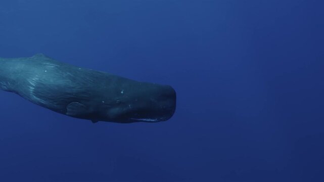 sperm whale passes the camera, revealing its tail fluke as it dives