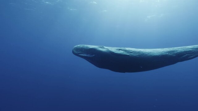 An upward shot of a sperm whale (Physeter macrocephalus) turning from its side to a vertical position in front of the camera, illuminated by beautiful light. Check my portfolio for more whale footage.