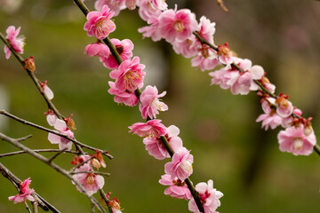 ピンクの梅の花が咲く枝のクローズアップ