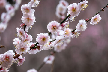 白い梅の花が咲く枝のクローズアップ