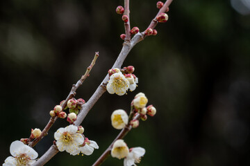つぼみと共に咲く白梅の枝