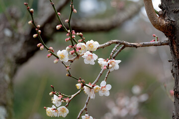 枝に咲く白梅の花