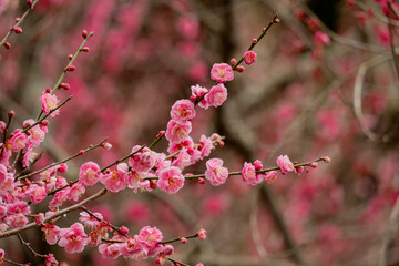 梅の花が咲き誇る枝