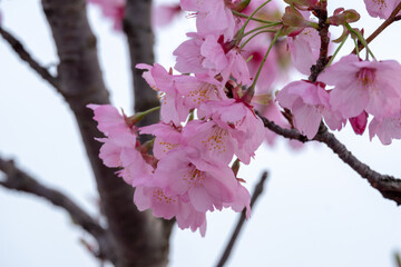 曇り空の下で咲く桜の美しいピンクの花