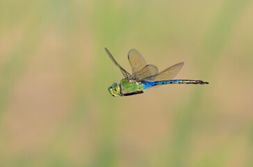 Green darner (Anax junius) dragonfly hovering over grassland, Galveston, Texas, USA.
