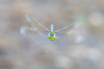 Green darner (Anax junius) dragonfly hovering over grassland, Galveston, Texas, USA.