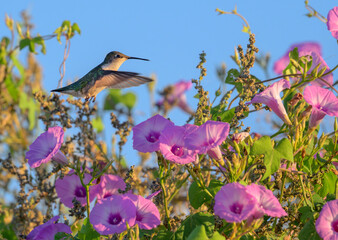 Ruby-throated hummingbird (Archilochus colubris) hovering near the tievine morning glory flower (Ipomoea cordatotriloba) during migration, Texas, USA