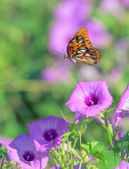 Gulf fritillary or passion butterfly (Dione [Agraulis] vanilla) flying over blooming tievine morning glory (Ipomoea cordatotriloba), Texas, USA.