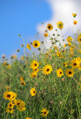 Fototapeta premium Dune sunflowers (Helianthus debilis) blooming on sand dunes along the ocean coast, Galveston, Texas, USA.