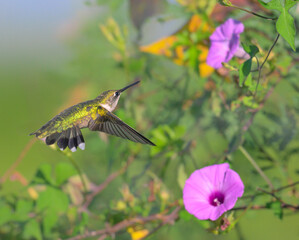 Ruby-throated hummingbird (Archilochus colubris) hovering near the tievine morning glory flower (Ipomoea cordatotriloba) during migration, Texas, USA
