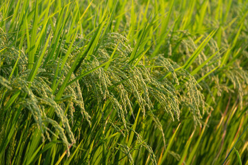 夕日に照らされる青々とした稲穂