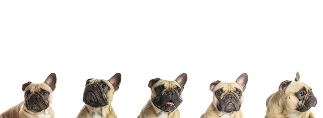 Set of cute French bulldog on white background