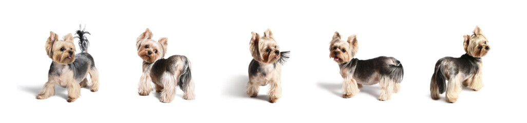 Set of cute Yorkshire terrier on white background