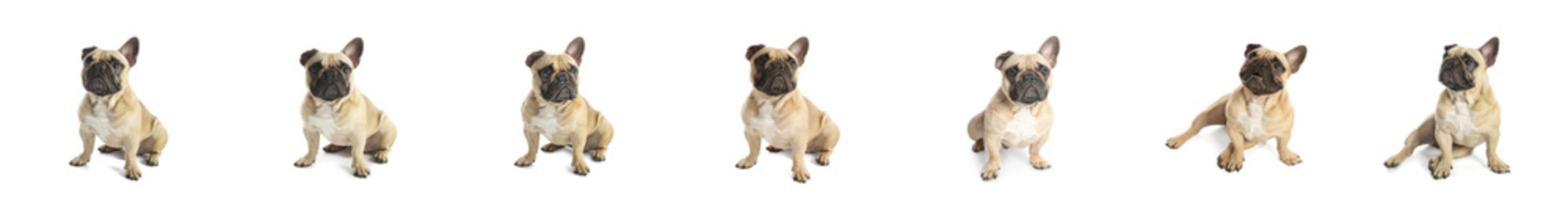 Set of cute French bulldog on white background