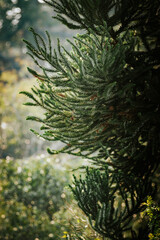 Grimpas de pinheiro de araucária no sul do Paraná