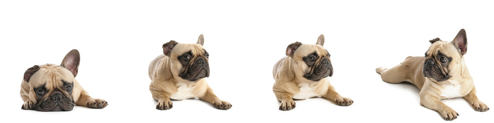 Set of cute French bulldog on white background