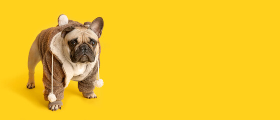 Cute French bulldog in pet clothes on yellow background